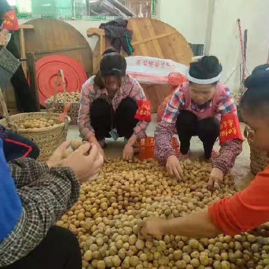 三江县迷你土豆 寨塘高山小土豆！！！