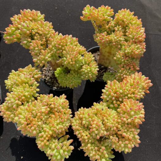 永城市多肉组合 青松缀化 板子不错 9cm盆对比 12cm左右发货 30