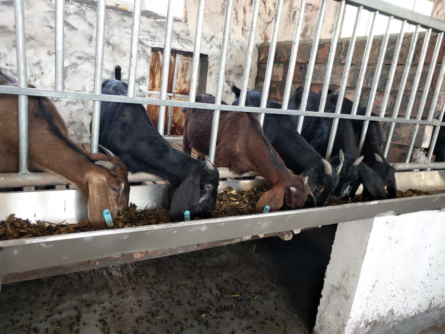 玉米青贮 糟渣类饲料  羊饲料