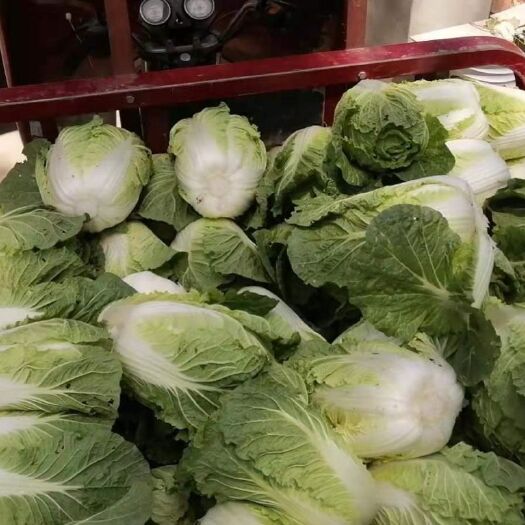 老河口市黄心大白菜  大白菜