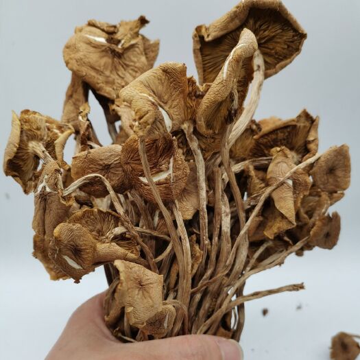 古田县古田农家全开伞茶树菇大量上市一手货源自产自销
