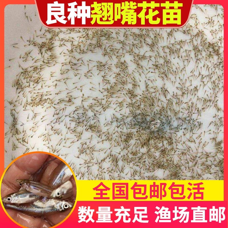 翘嘴白鱼苗  翘嘴鱼苗水花苗翘嘴夏花翘壳鱼白鱼【路损包赔】【