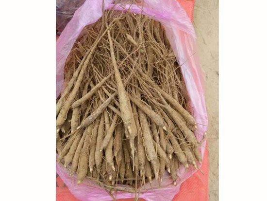 芍药苗，赤芍苗，芍药多花芍药