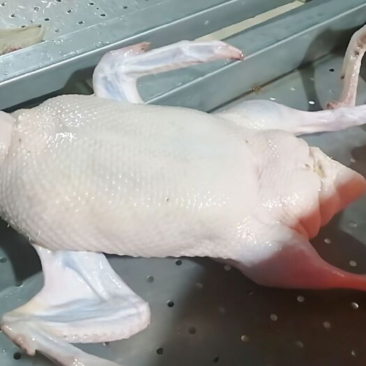 天柱县鸭肉 鲜鸭