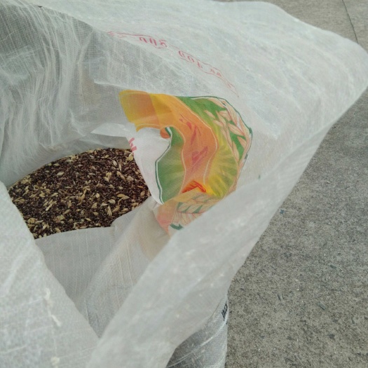 黑麦 