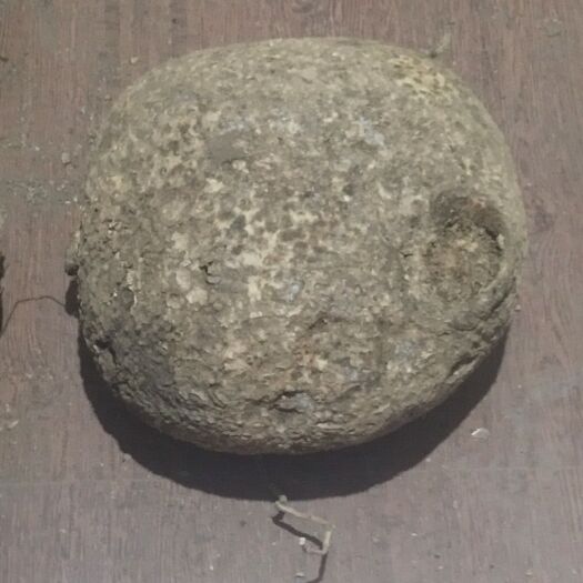 山乌龟  金不换，大货鲜货，品相好，