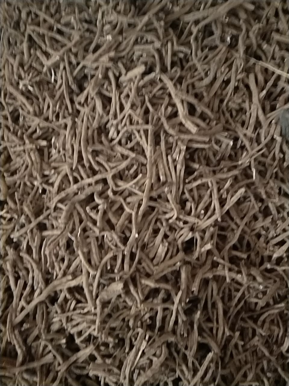 凤丹 牡丹