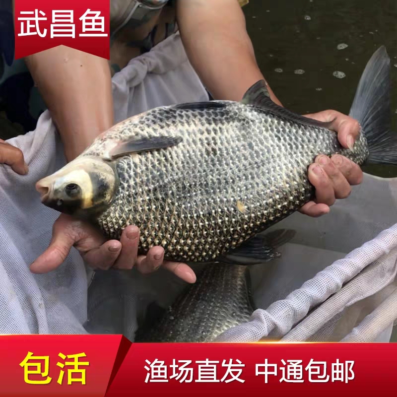 优质武昌鱼苗水花苗夏花鳊鱼苗扁鱼苗团头鲂养殖热卖