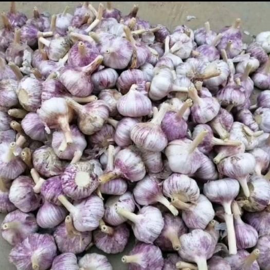 周口大蒜  2025年新大蒜 质量好 价格美丽