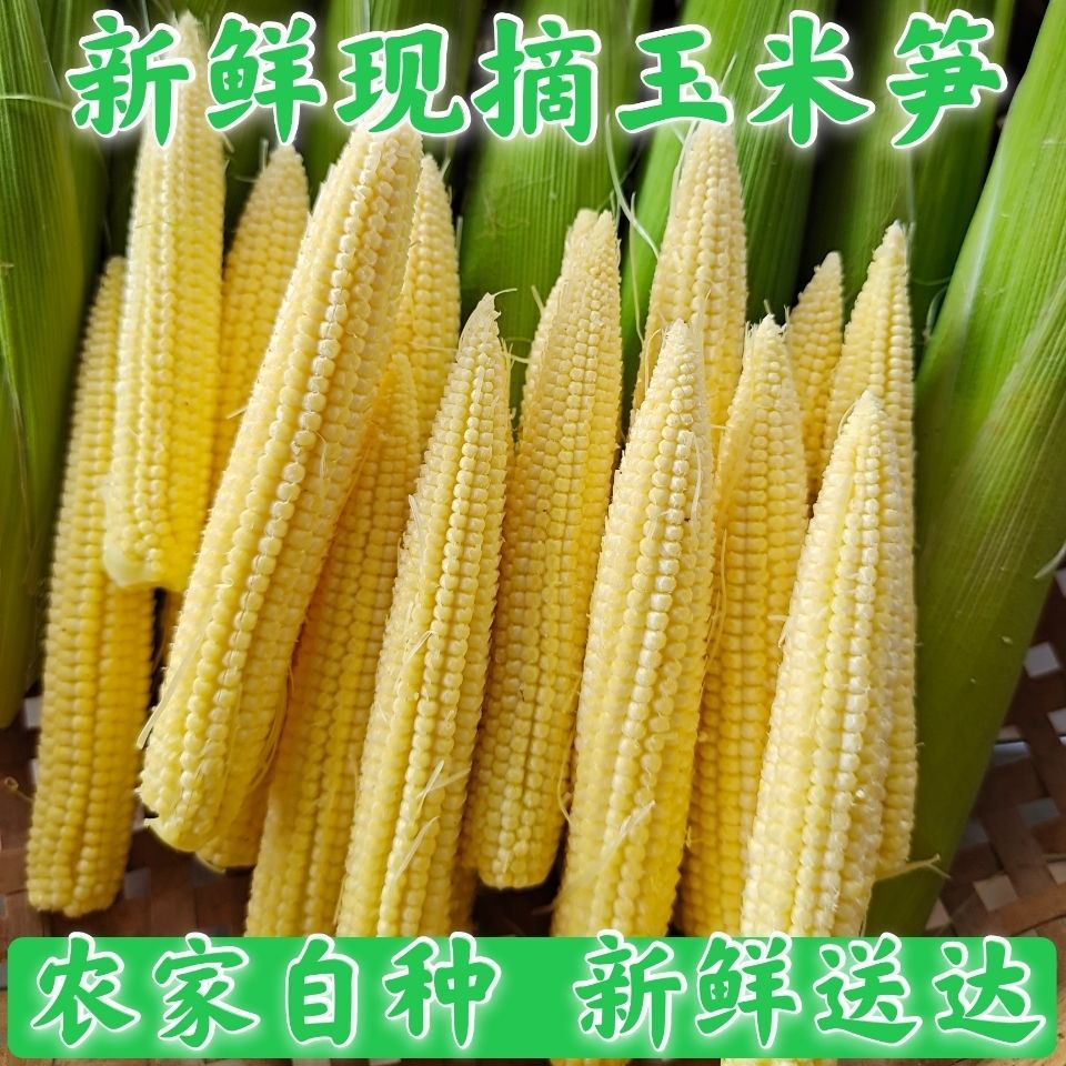 横州市新鲜现摘小玉米笋嫩玉米宝宝辅食餐馆蔬菜包邮