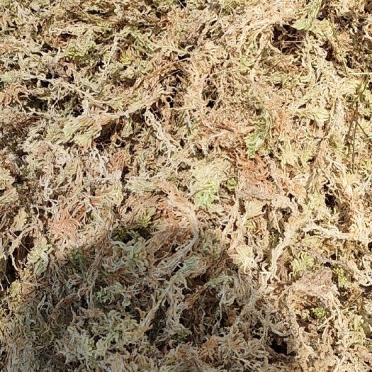 平塘县水苔  栽培