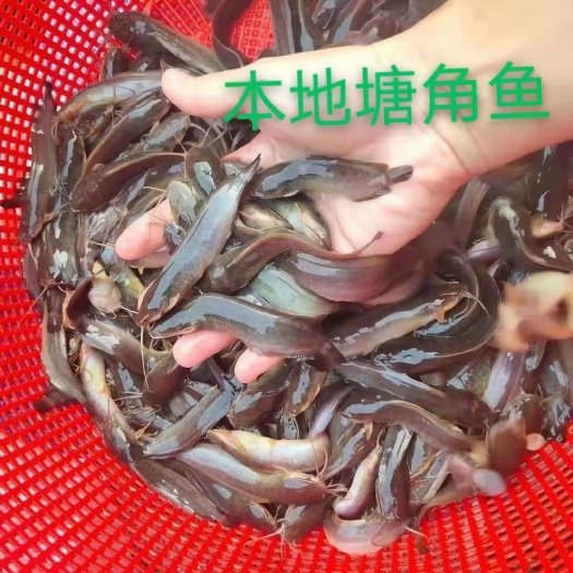 南宁塘鲺苗 本地塘鲺 本地塘角鱼苗