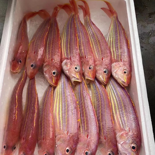琼海市红杉鱼