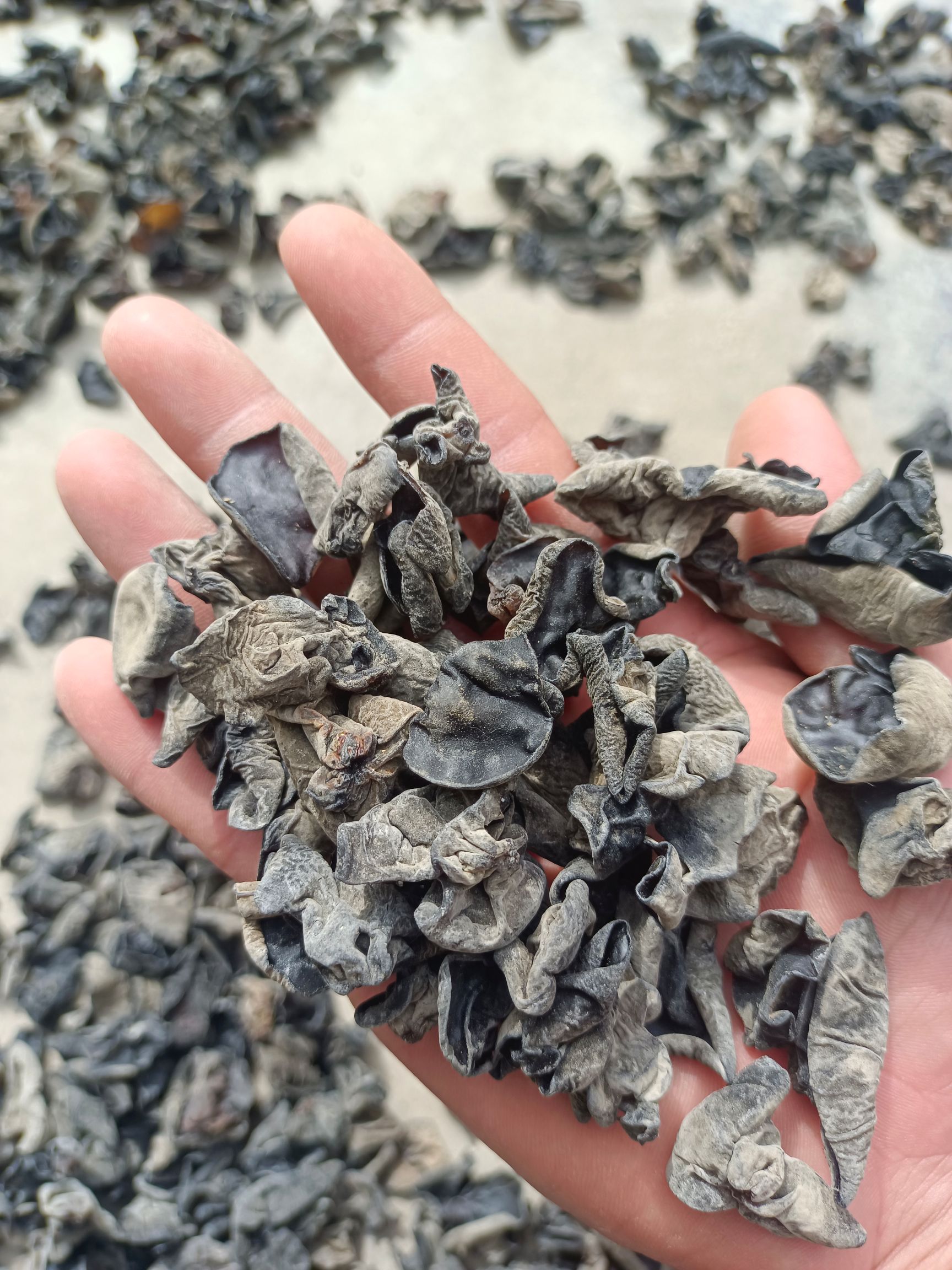 《包邮》东北黑木耳 单片无根 无味 地摊 电商 