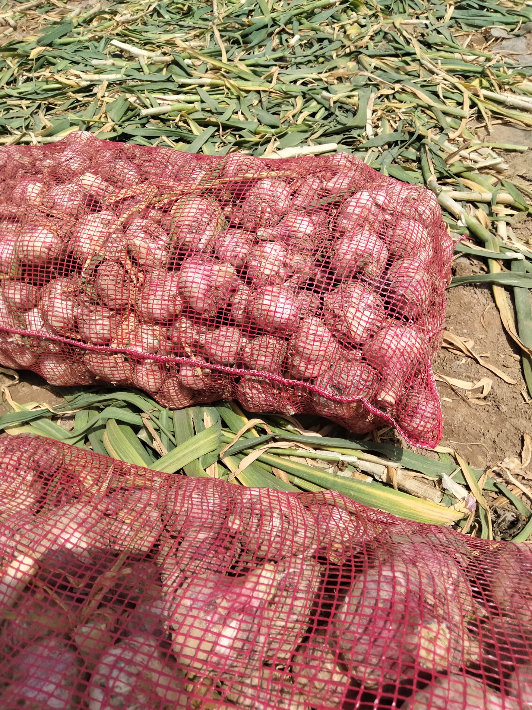 一手货源红皮蒜  金乡本地太空大蒜  鲜蒜