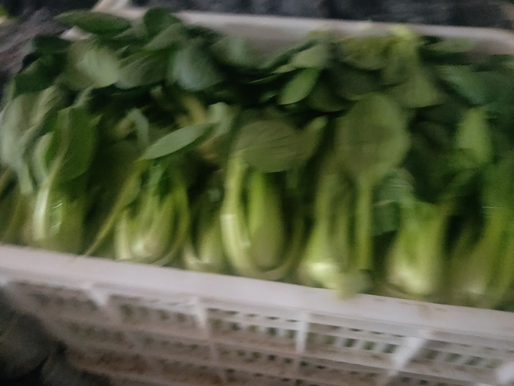上海青 精品小棵小油菜。精品生菜。芹菜。杭白菜。大量上市，