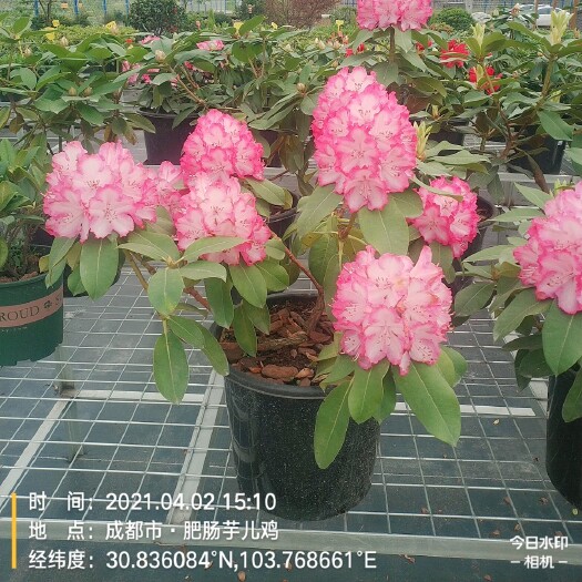 成都高山杜鹃1加仑，高山杜鹃2加仑，耐寒杜鹃