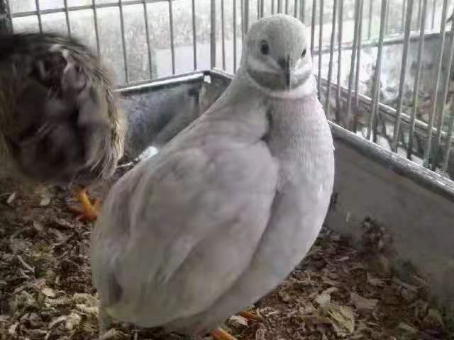 芦丁鸡 2斤以下 统货