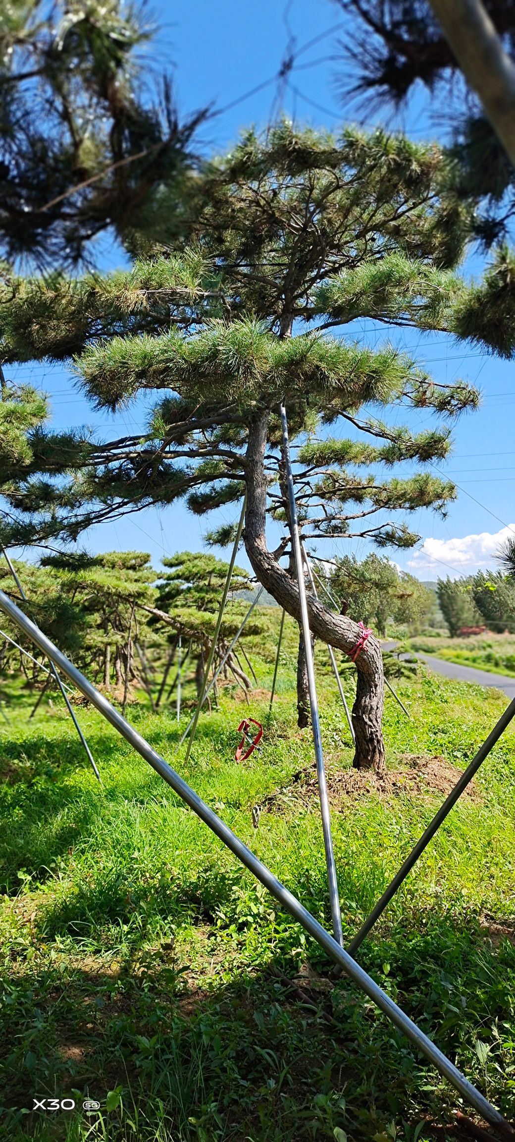 造型黑松，造型油松，