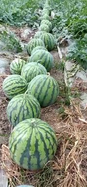 8424西瓜  美都品种