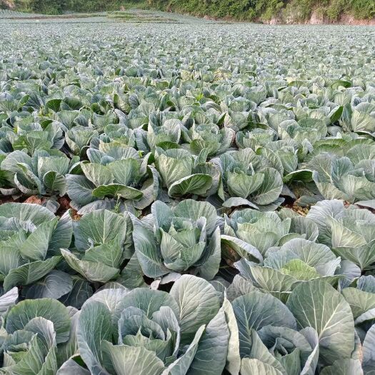 毕节包菜 贵州省毕节市七星关区 3.5~4.0斤 
