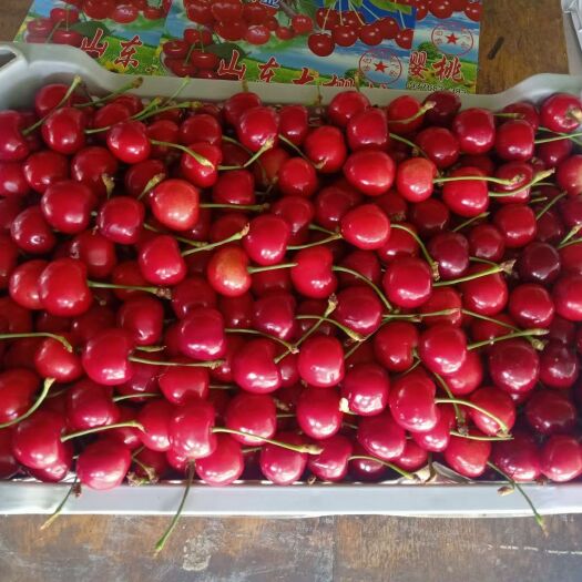 冠县红灯樱桃  美早樱桃大量上市