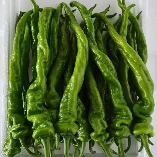 滦南县河北唐山大量上市螺丝椒