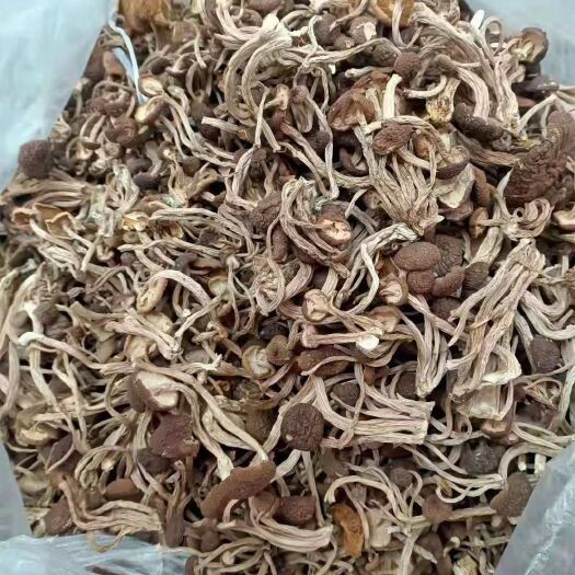 凯里市 茶树菇