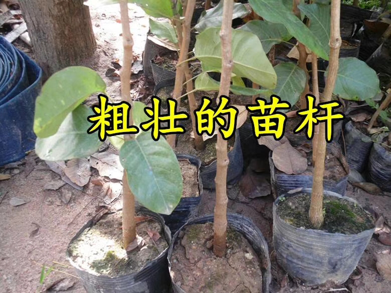 小叶紫檀盆栽  檀香紫檀(俗称小叶紫檀)树苗