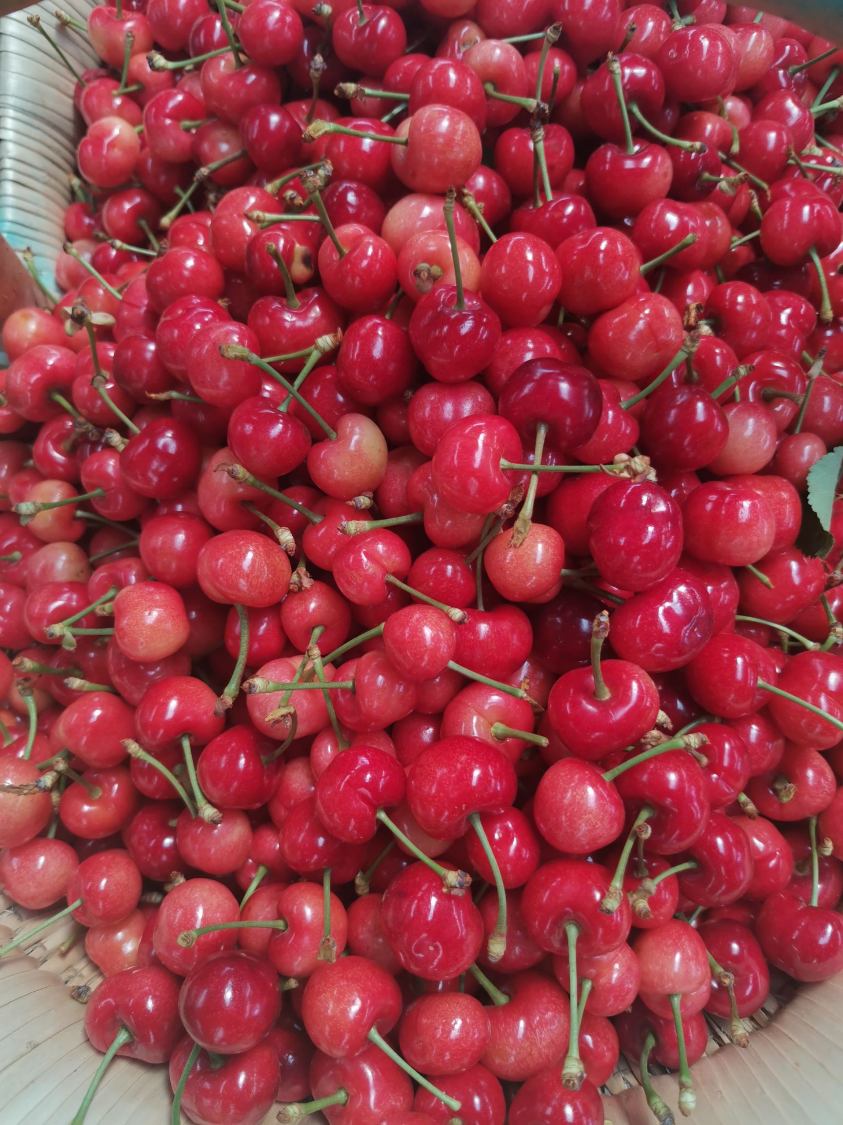 早大果樱桃  自家樱桃，便宜销售，量大更优！