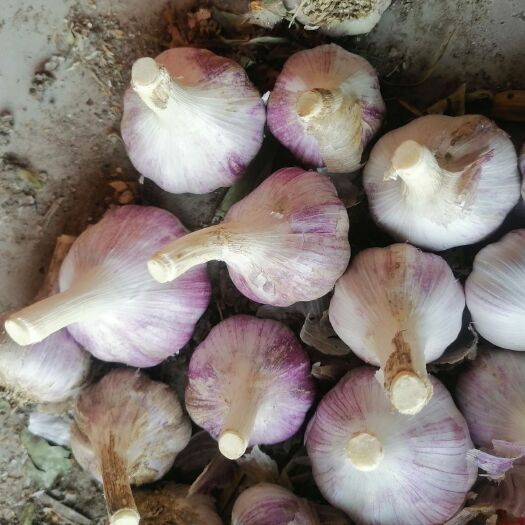 兰陵县红皮蒜  兰陵香蒜，红根蒜，可吃可种