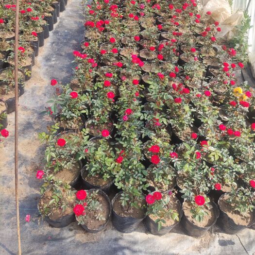 新乡县木香花苗，木香花  浓香型  重瓣，基地直销  价格实惠
