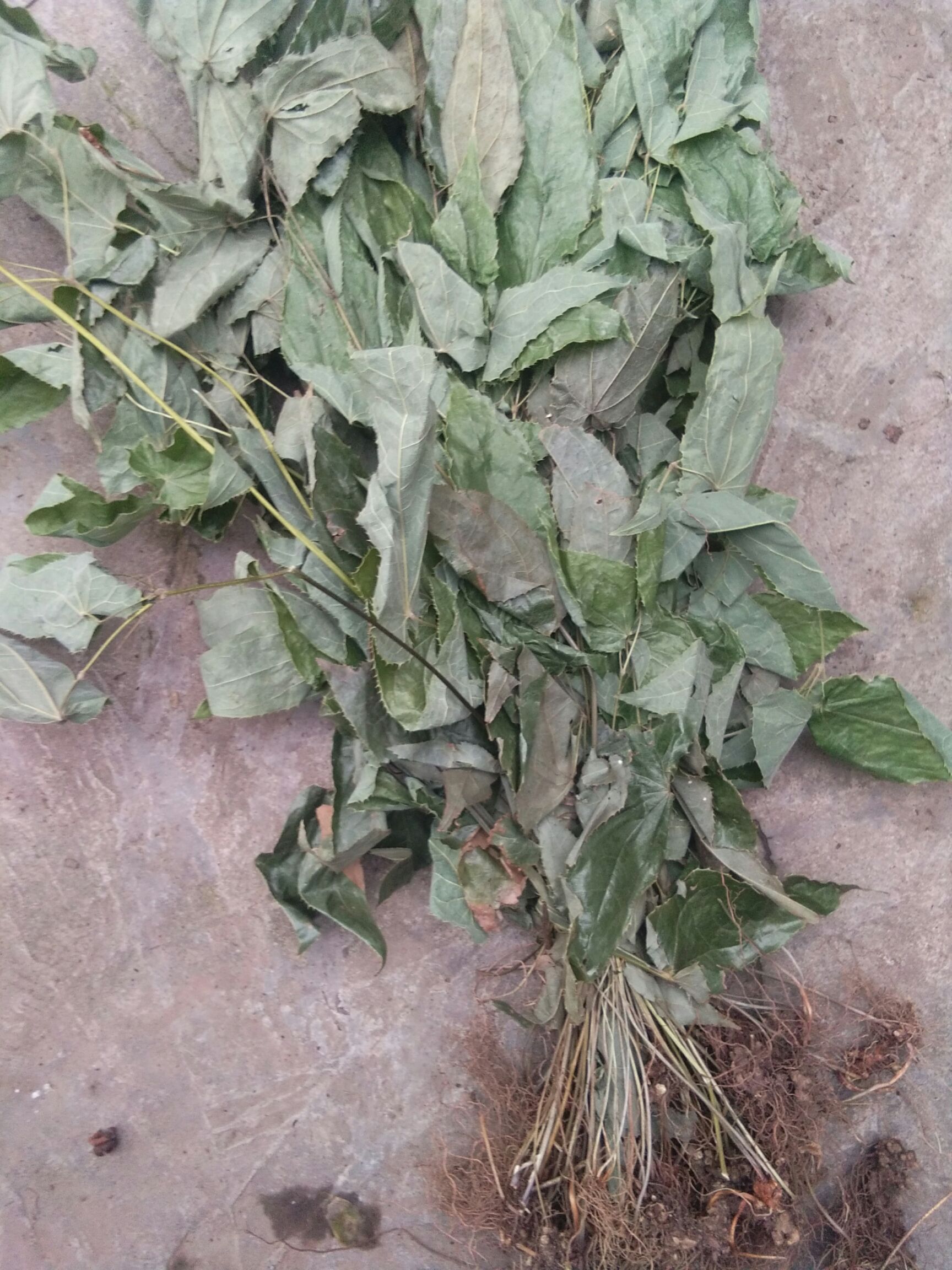 短角淫羊藿  淫羊霍带根