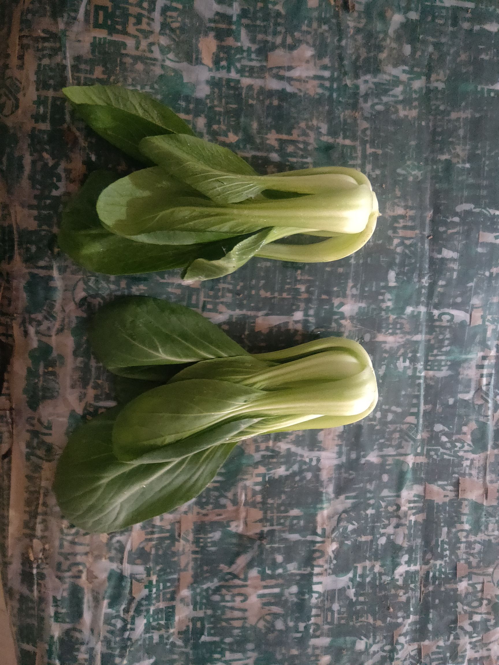 上海青 精品小棵小油菜。精品生菜。芹菜。杭白菜。大量上市，