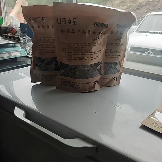 滦平县茶花 承德养生山茶