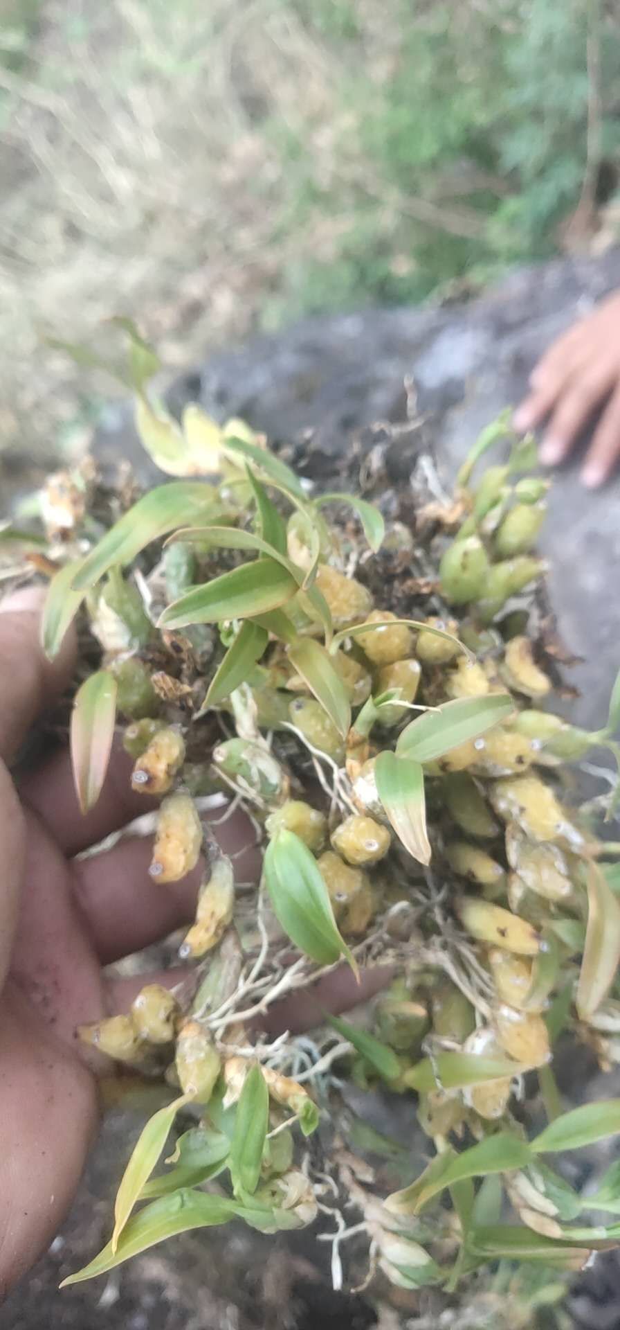 云南石橄榄，养生特产 药材