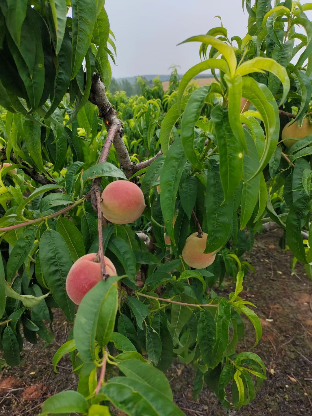 突围桃 红蒄桃，25号上市。欢迎大家选购。