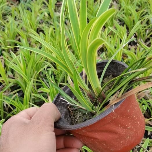 常州麦冬草 金边麦冬