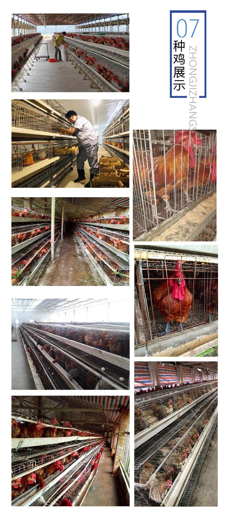 瑶鸡苗  窑鸡苗 黑土窑鸡苗 瑶山鸡苗