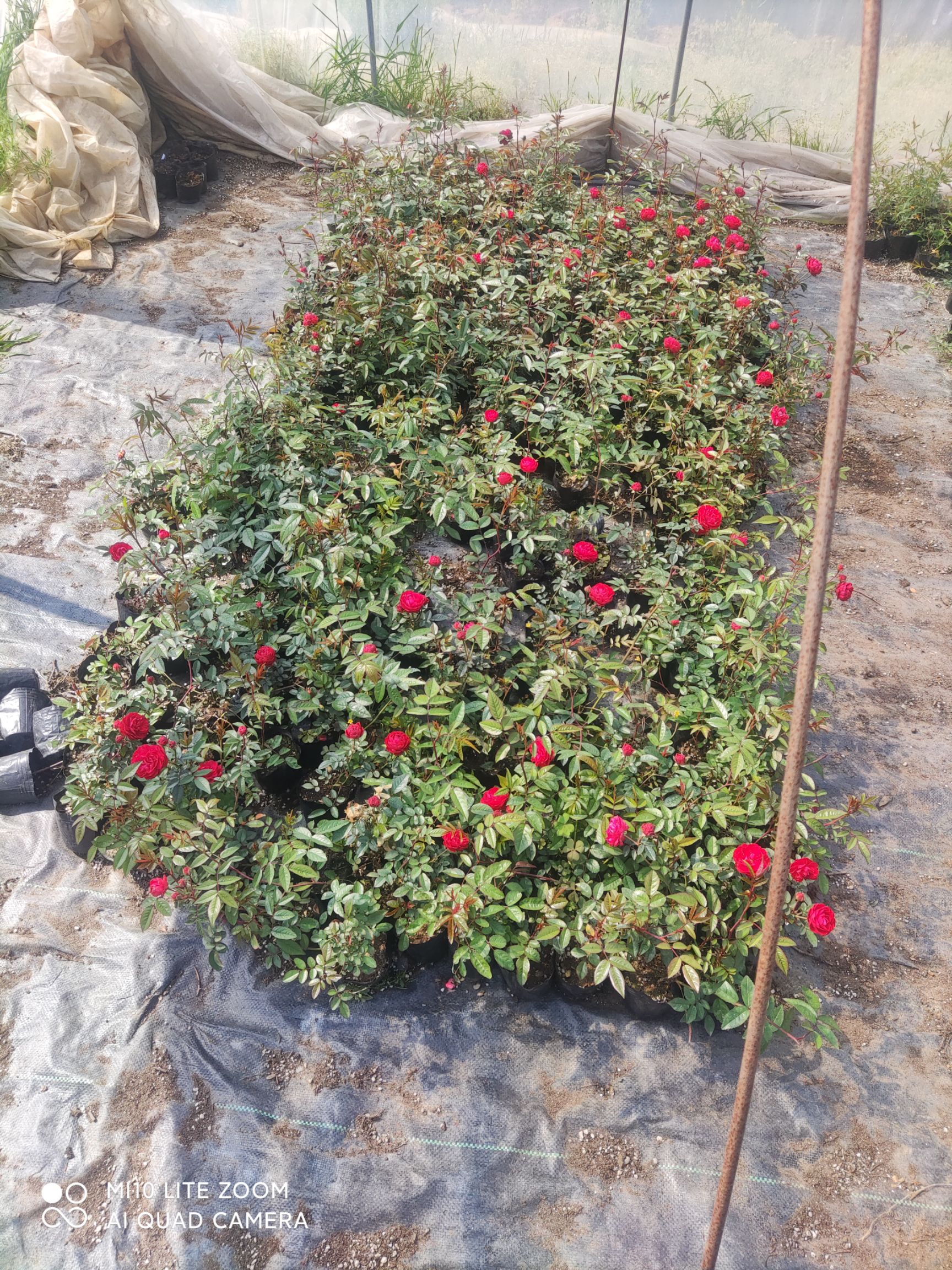 木香花苗，木香花  浓香型  重瓣，基地直销  价格实惠