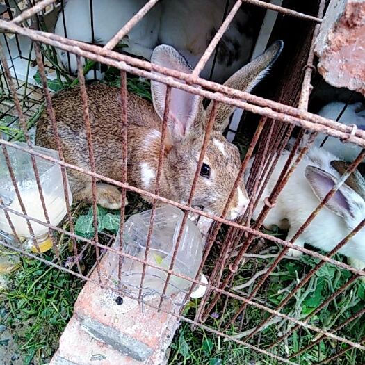 郸城县 杂交兔子