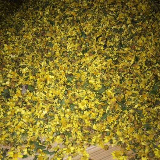 老河口市 菊花，干菊花