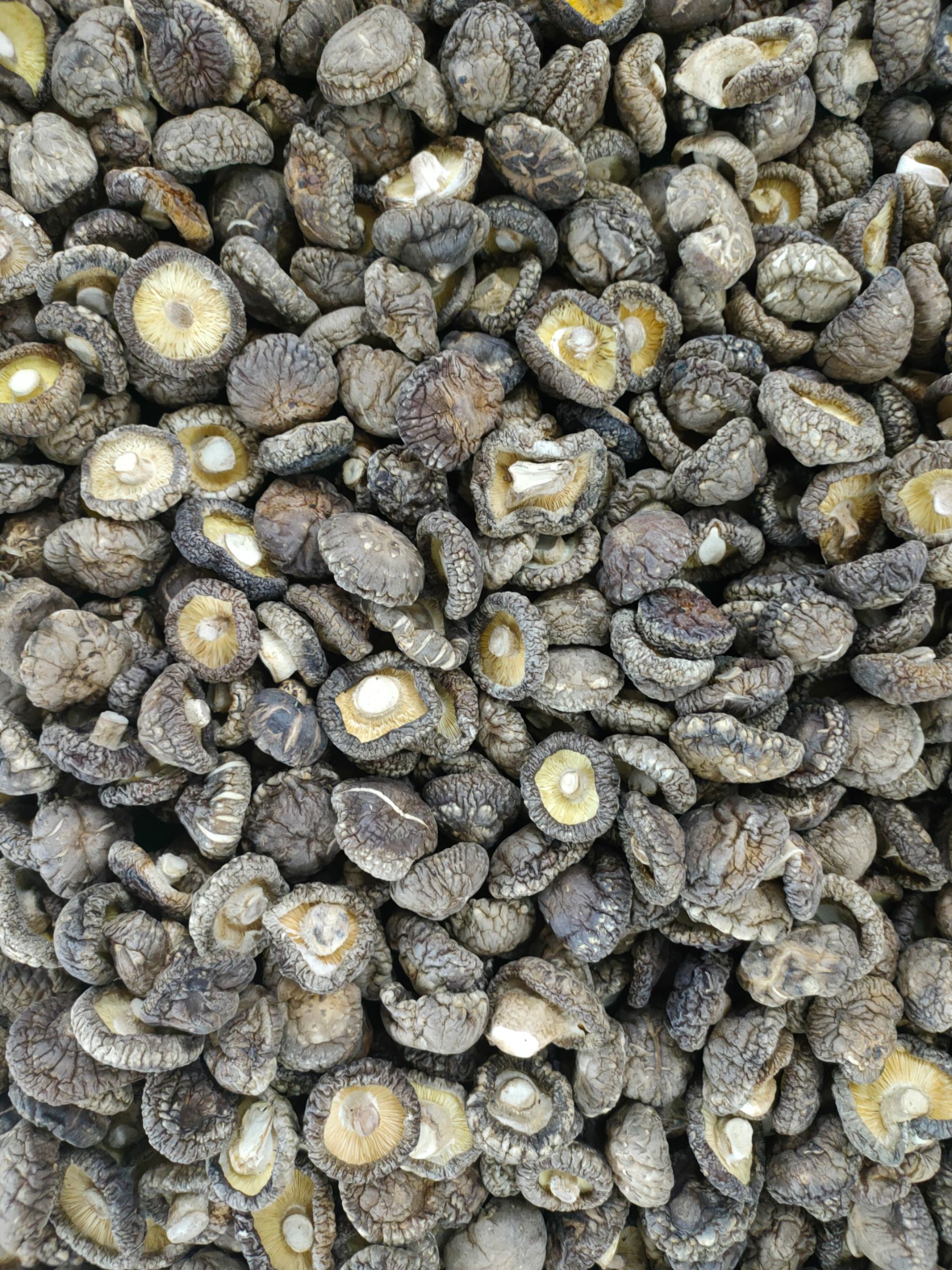 春栽香菇干货板菇光面菇肉厚干净平脚春栽冬菇源头产地工厂直销