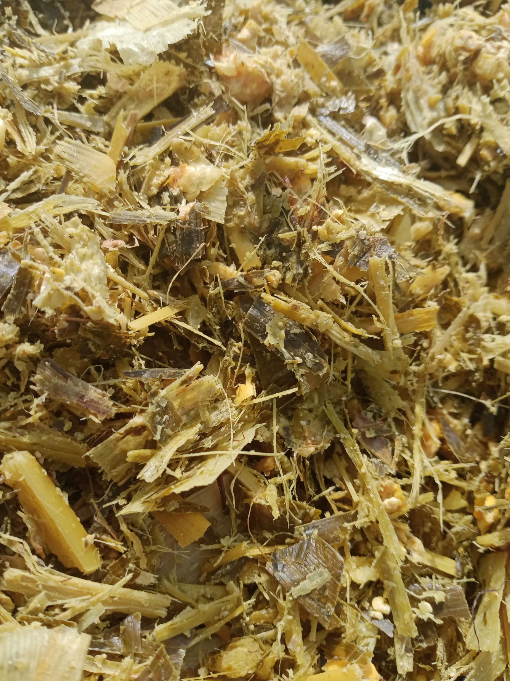 玉米青贮 大量出售散货和打包好的带棒青储草需要的抓紧时间