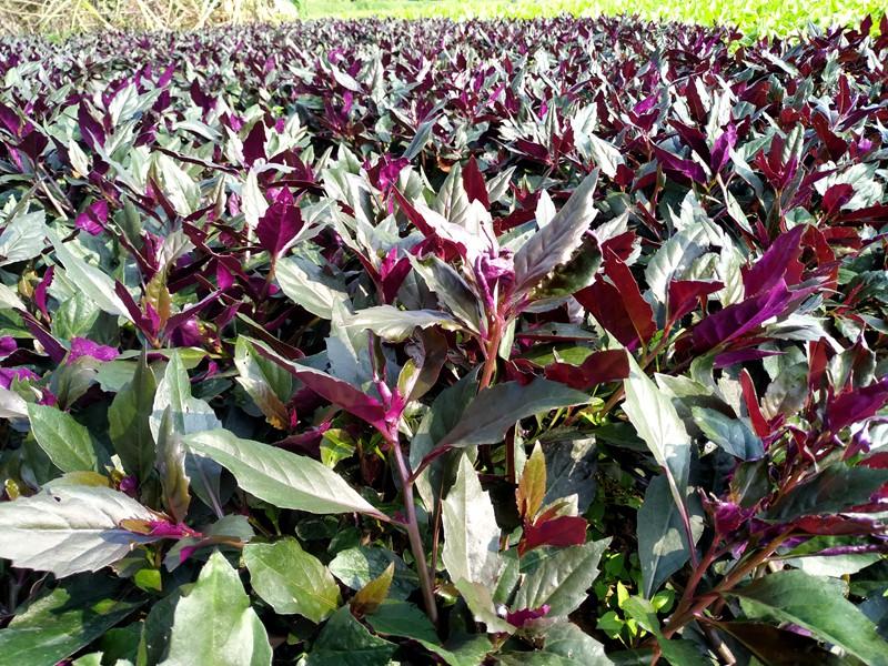 紫背天葵  紫背菜，又名观音菜，货源充足，保证质量