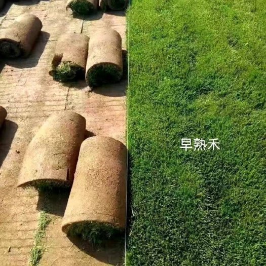石家庄草地早熟禾  河北地被草坪四季青草坪草基地直供，量大优惠