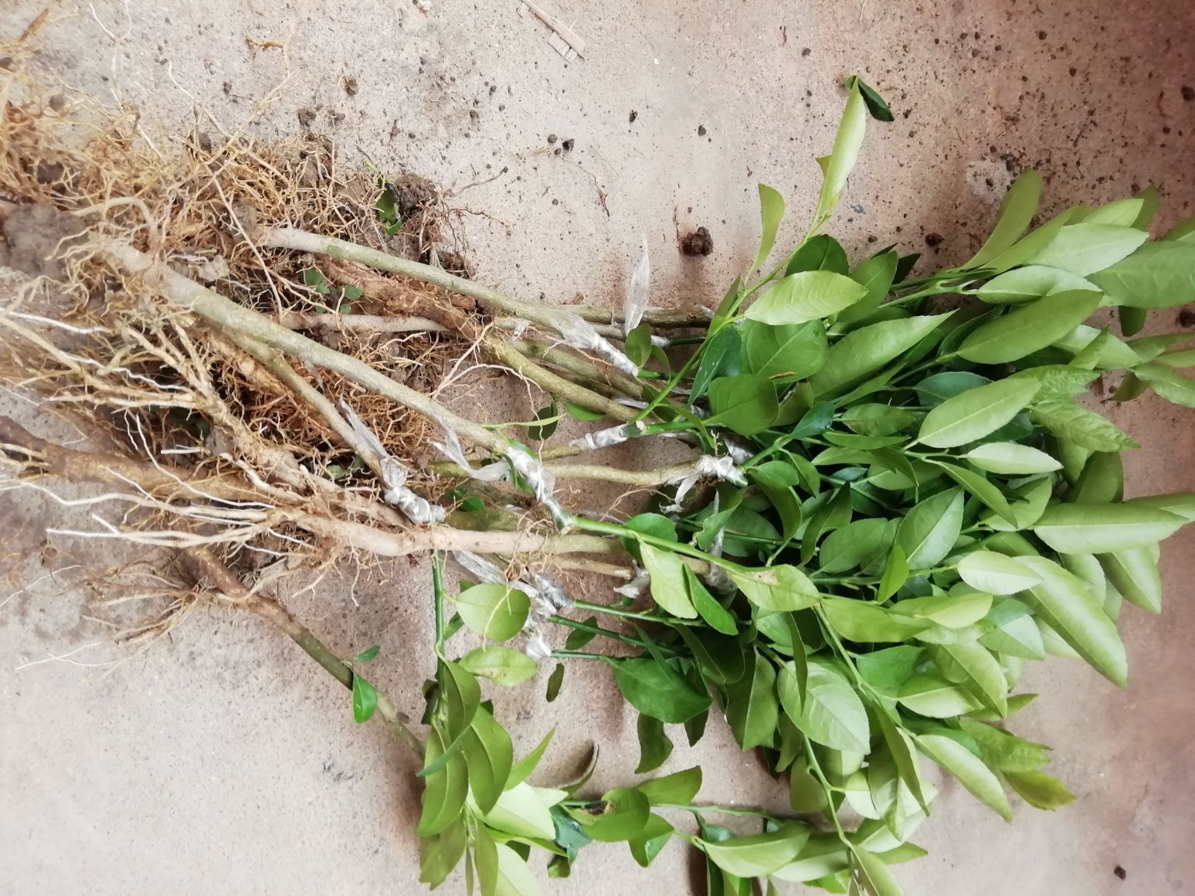 青柠苗  无籽青柠檬苗 香水柠檬塔西提无籽柠檬四季结果