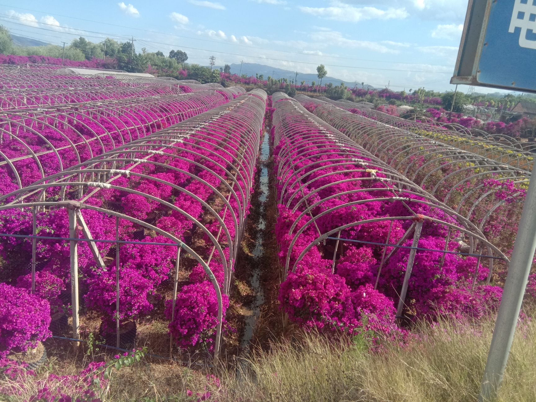 紫花三角梅  三角梅