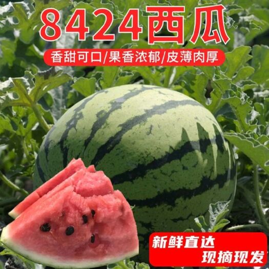 宿州8424西瓜 安徽宿州爆款直生苗8424系列华之秀，成熟度高