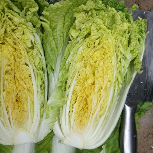 杞县黄心娃娃菜